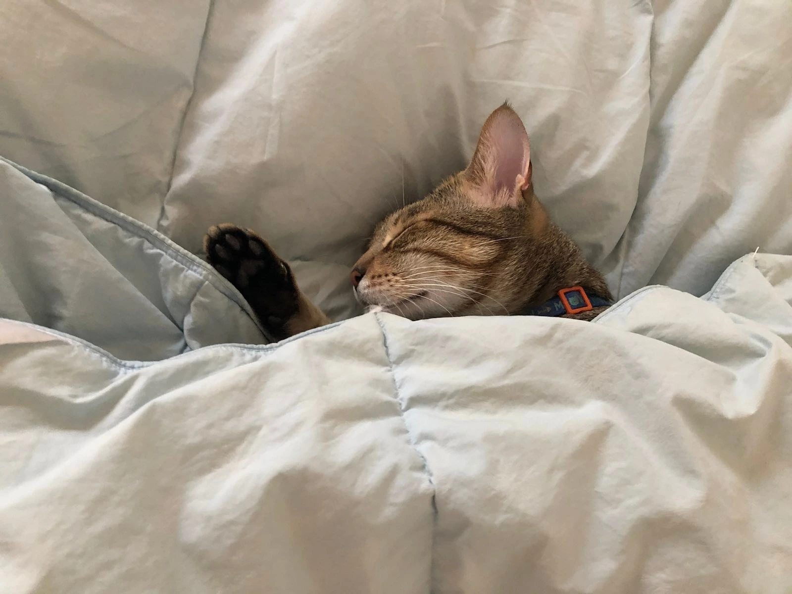 My cat Georgie sleeping under a blanket